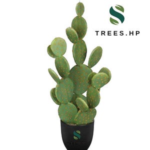 May include: An artificial prickly pear cactus with multiple flat, oval-shaped green pads featuring small yellow spots, potted in a black container. The logo TREES.HP is visible on the pot and in the upper right corner of the image.