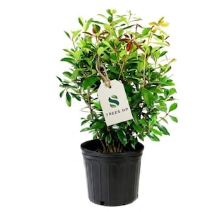 Cleyera Japonica Live Shrub 1 Gal, Evergreen Hedge Plant for Partial Sun, Outdoor Landscape Bush, Fast Growing Privacy Screen