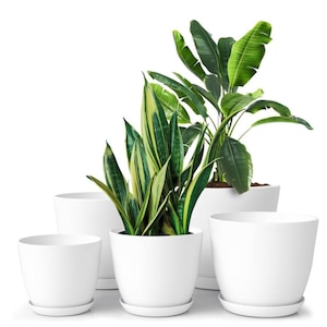 May include: A collection of four smooth, matte white cylindrical plant pots with matching saucers. Two of the pots contain live green plants: one is a variegated snake plant with yellow-edged leaves, and the other is a tall, broad-leafed plant.