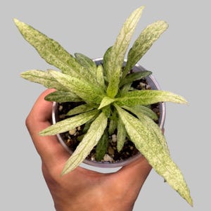 Puede incluir: Una planta en maceta con hojas alargadas en forma de lanza que presentan un patrón variegado de color crema claro y verde pálido. La planta está en un recipiente de plástico transparente con tierra oscura y partículas de perlita.