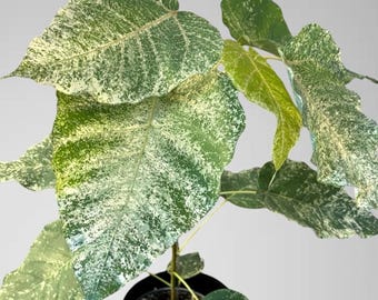 Rare Variegated ficus religiosa | ficus religiosa marble | Live Rare Houseplant | Fully Rooted Plant