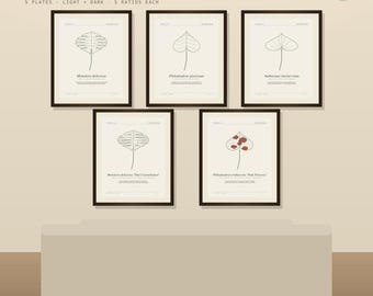 Conjunto de 5 gravuras botânicas de aráceas - Pacote para imprimir e compor uma galeria de plantas para parede.