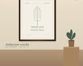 Impressão botânica de Anthurium veitchii - Arte de parede imprimível de Antúrio Rei