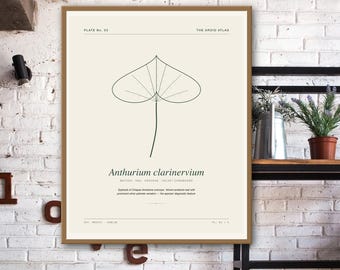 Impressão botânica de Antúrio clarinervium - Arte de parede em veludo com folhas para imprimir