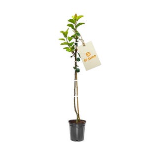 Koreaanse reuzenperenboom (30 cm hoog) - levende plant, gekweekt in een pot van 1 gallon.