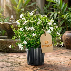 May include: A potted gardenia plant with white flowers and green leaves in a black ribbed plastic pot. A brown cardboard tag is attached to the plant with a jute string, featuring the orange logo and the text SP.SHOP printed on the front surface.