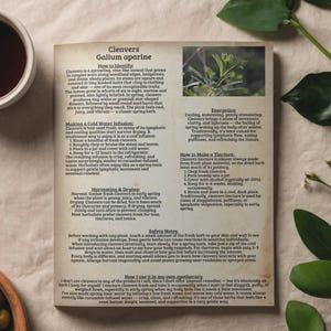 Puede incluir: Una página de un libro sobre el amor del pastor, una planta. El texto describe cómo identificar, cosechar y usar el amor del pastor para la salud. Incluye información sobre la elaboración de infusiones y tinturas. La página tiene una estética natural.