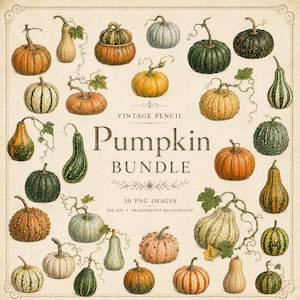 May include: A collection of vintage-style pencil illustrations featuring various pumpkins and gourds in shades of orange, green, yellow, and white. The central text reads VINTAGE PENCIL Pumpkin BUNDLE 30 PNG IMAGES 300 DPI TRANSPARENT BACKGROUND.
