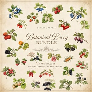 Op de afbeelding: Een verzameling botanische illustraties in vintage potloodstijl met diverse bessen en bladeren. De tekst luidt VINTAGE PENCIL Botanical Berry BUNDLE 30 PNG IMAGES 300 DPI TRANSPARENT BACKGROUND. De bessen zijn afgebeeld in rood, blauw, zwart en wit.