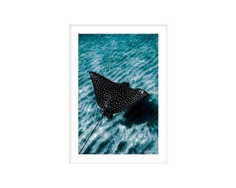 Spotted Eagle Ray Underwater Photography Print: Boca Raton Ocean Wall Art