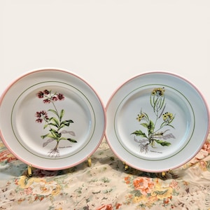 May include: Two white ceramic plates with a soft pink rim and a thin green circular border. Each plate features a detailed botanical illustration of a plant with roots, including the text "Chamaepila umbellata" and "Diplotaxis muralis".