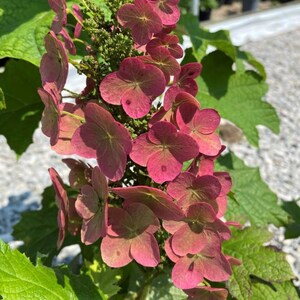 Ruby Slipper Hydrangea Live Plant - 6-12" Tall - 4" Pot - Hydrangea quercifolia - Compact Flowering Shrub for Gardens - No Ship PR, AK, HI