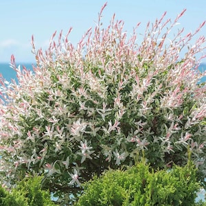 Japanese Dappled Nishiki Willow Plant - 6-10" Tall - 4" Pot - Salix integra - Variegated Ornamental Shrub with Pink, White & Green Foliage