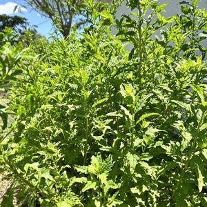 Puede incluir: Un grupo denso de plantas de color verde vibrante con tallos erguidos y numerosas hojas lanceoladas y dentadas. El follaje muestra varios tonos de verde brillante y lima, captando la luz solar para crear una apariencia texturizada.