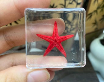 Real Red Starfish Resin Cube - Clear Marine Specimen Paperweight - Biology Science Teaching Gift - Coastal Home Decor