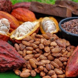 Puede incluir: Una imagen vibrante que muestra varias etapas del cacao. Presenta vainas de cacao enteras en tonos rojos y naranjas, algunas cortadas para revelar los granos blancos. Tambi&eacute;n se ven granos de cacao, nibs en un cuenco negro y chocolate negro.
