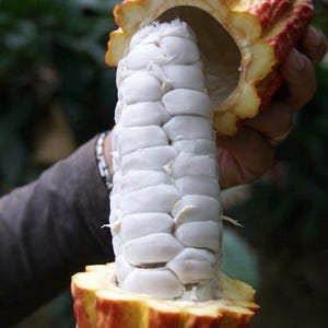 Puede incluir: Una vaina de cacao cortada por la mitad, que revela un grupo de granos de cacao blancos. El exterior de la vaina es una mezcla de tonos rojos y amarillos. Los granos est&aacute;n muy juntos, mostrando el origen del chocolate.