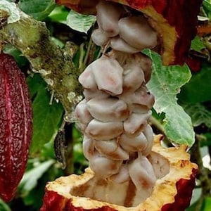 Puede incluir: Primer plano de una fruta de cacao roja, parcialmente abierta para revelar granos de cacao blancos. La imagen destaca la textura de la fruta y los granos, con un fondo de hojas verdes y una rama de &aacute;rbol.