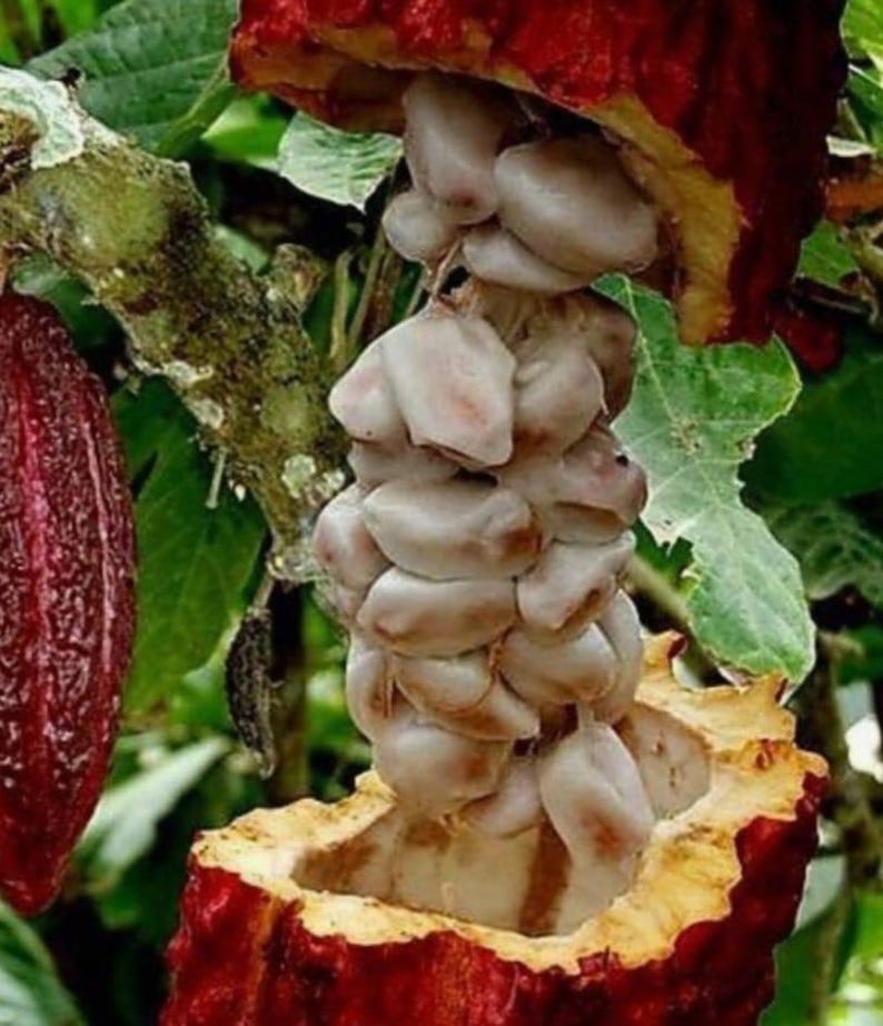 Puede incluir: Primer plano de una fruta de cacao roja, parcialmente abierta para revelar granos de cacao blancos. La imagen destaca la textura de la fruta y los granos, con un fondo de hojas verdes y una rama de &aacute;rbol.