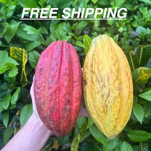 Puede incluir: Dos mazorcas de cacao, una roja y otra amarilla, se sostienen frente a un fondo de hojas verdes. La mazorca roja tiene una superficie texturizada con manchas oscuras, mientras que la amarilla es m&aacute;s lisa. El texto "FREE SHIPPING" es visible arriba.