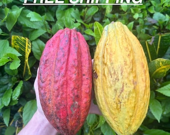 Organic Cacao Fruit Pods | Choose Quantity | Fresh Tropical Cocoa Pods
