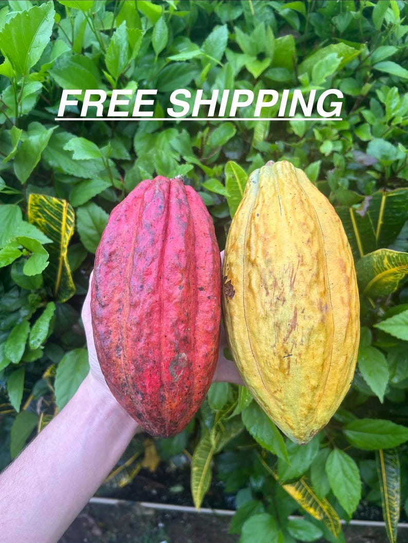 Puede incluir: Dos mazorcas de cacao, una roja y otra amarilla, se sostienen frente a un fondo de hojas verdes. La mazorca roja tiene una superficie texturizada con manchas oscuras, mientras que la amarilla es m&aacute;s lisa. El texto "FREE SHIPPING" es visible arriba.