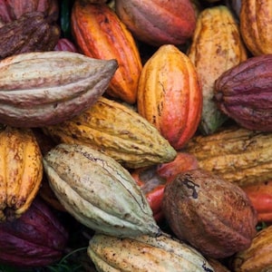Puede incluir: Un mont&oacute;n de coloridas vainas de cacao en varias etapas de madurez. Las vainas muestran una gama de colores, incluyendo verde, amarillo, naranja, rojo y marr&oacute;n. La imagen muestra la belleza natural de la fruta del cacao.