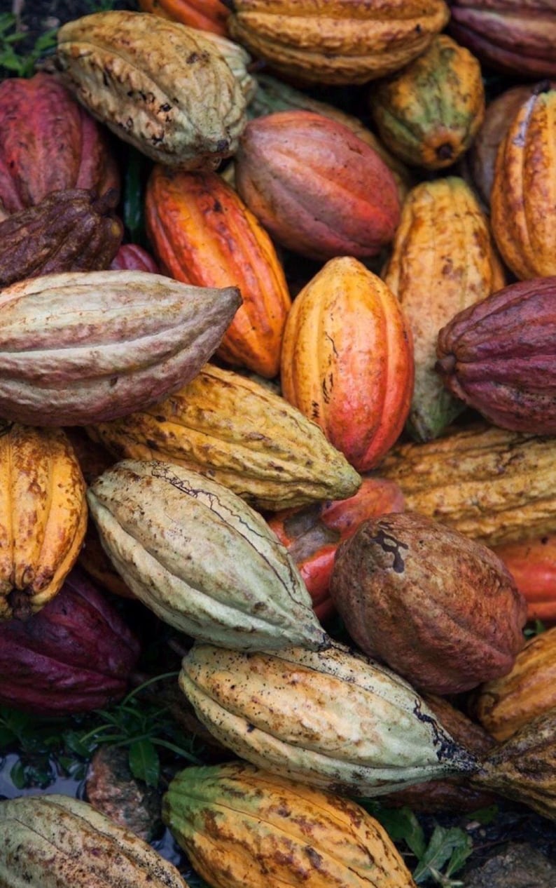 Puede incluir: Un mont&oacute;n de coloridas vainas de cacao en varias etapas de madurez. Las vainas muestran una gama de colores, incluyendo verde, amarillo, naranja, rojo y marr&oacute;n. La imagen muestra la belleza natural de la fruta del cacao.