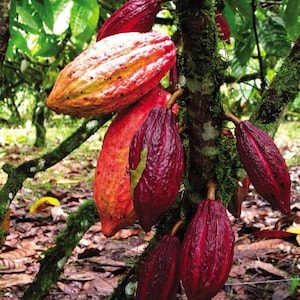 Puede incluir: Imagen de un &aacute;rbol de cacao con varias mazorcas maduras. Las mazorcas var&iacute;an en color desde rojo intenso hasta naranja y amarillo, con una superficie texturizada. El tronco del &aacute;rbol est&aacute; cubierto de musgo verde, y el fondo muestra un exuberante follaje verde.