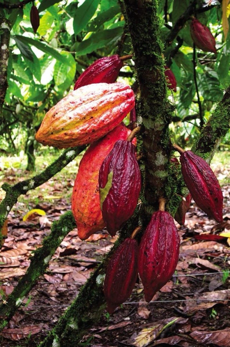 Puede incluir: Imagen de un &aacute;rbol de cacao con varias mazorcas maduras. Las mazorcas var&iacute;an en color desde rojo intenso hasta naranja y amarillo, con una superficie texturizada. El tronco del &aacute;rbol est&aacute; cubierto de musgo verde, y el fondo muestra un exuberante follaje verde.