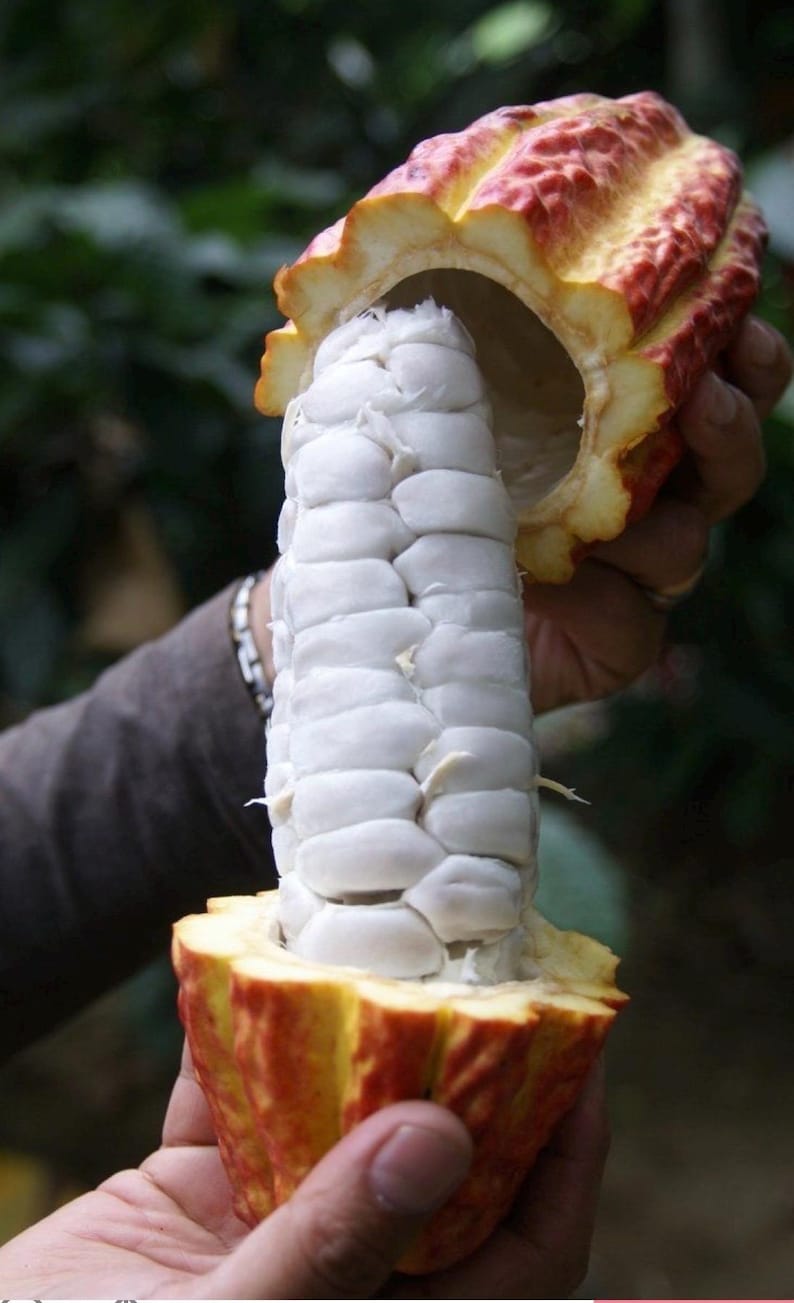 4 Premium Cacao Pods Hand Collected Tropical Puerto Rican Cocoa Pods - Etsy