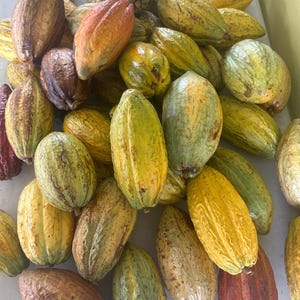 Puede incluir: Un mont&oacute;n de vainas de cacao maduras en varios colores, incluyendo amarillo, verde, naranja y marr&oacute;n. Las vainas tienen superficies texturizadas y formas alargadas, lo que sugiere una cosecha de granos de cacao frescos.