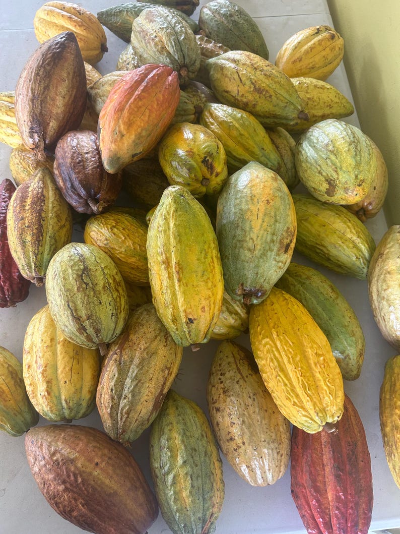 Puede incluir: Un mont&oacute;n de vainas de cacao maduras en varios colores, incluyendo amarillo, verde, naranja y marr&oacute;n. Las vainas tienen superficies texturizadas y formas alargadas, lo que sugiere una cosecha de granos de cacao frescos.