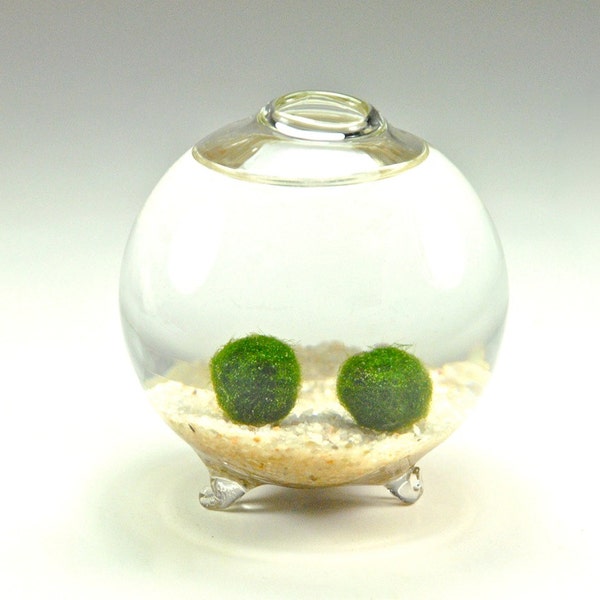 SALE!! Marimo Moss Ball Couple in Handblown Glass Globe - Underwater Moss Terrarium, Unique Gift Idea for Men and Women, Anniversary Gift