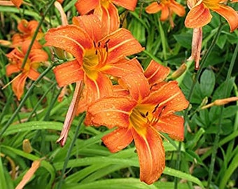 Orange Daylily bulbs