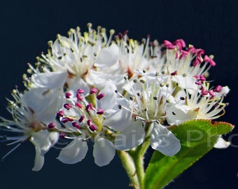 Nursery Decor, Springtime Delicate White Pink Flower Blossoms Green Nature, Fine Art Photography, signed 8x16 original photograph