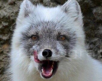 Nursery Decor, White Animal Cute Arctic Fox Zoo Photography, Nature Photography, Fine Art Photography, signed 8x16 Original Photograph