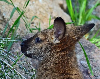 Nursery Decor, Wallaby, Zoo Photography Nature Photography, Animal Photography, Fine Art Photography matted & signed 5x7 Original Photograph