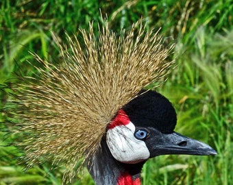 Blue Feathers Shimmer Gray Red Gold Nature, Bird Photography, Crowned Crane, Fine Art Photography, signed 12x18 Original Photograph