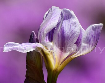 Cottage Decor, Springtime Delicate Purple Iris Lavender Garden Flower Nature Fine Art Photography signed 12x18 Original photograph