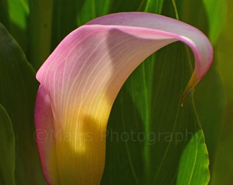 Nursery Decor, Pink Yellow Flower Calla Lily, Cottage Decor, Garden Photography, Fine Art Photography signed 12x16 Original Photograph