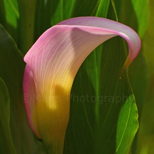 Nursery Decor, Pink Yellow Flower Calla Lily, Cottage Decor, Garden Photography, Fine Art Photography signed 12x16 Original Photograph image 1