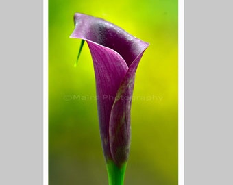 Nursery Decor, Purple Flower Calla Lily Colorful Cottage Decor, Garden Photography, Fine Art Photography signed 12x18 Original Photograph