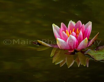 Cottage Decor, Pink Green Nature Water Lily, Pond Flower, Nursery Decor, Gift for Mom, Fine Art Photography signed 8x16 Original Photograph