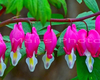 Cottage Decor, Green Magenta White Pink Yellow Flowers Bleeding Heart Garden, Fine Art Photography, matted & signed 5x7 Original Photograph