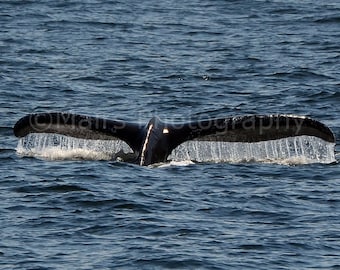 Alaska Humpback Whale Tail Blue Black Ocean Cascading Water Nature Photography, Fine Art Photography signed matted 5x7 Original Photograph