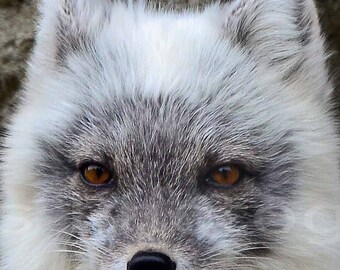 Nursery Decor, White Animal Cute Arctic Fox Zoo Photography, Nature Photography, Fine Art Photography, signed 8x16 Original Photograph