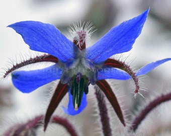 Patterns Abstract Garden Flower Blue Silver Hairs Red Macro, Fine Art Photography, signed 12x18 Original Photograph, Unmatted, Unframed