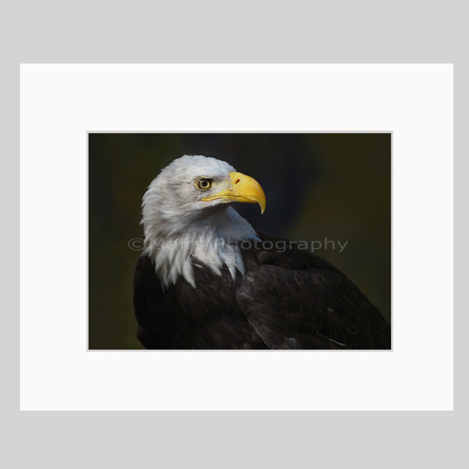 Majestic Eagle Bird of Prey Raptor White Black Feathers Beak Etsy