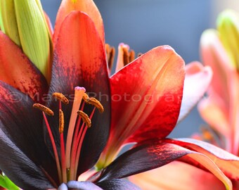 Nursery Decor, Day Lily, Orange Brown, Flower Photography, Garden Photography, Fine Art Photography signed 12 x 18 Original Photograph